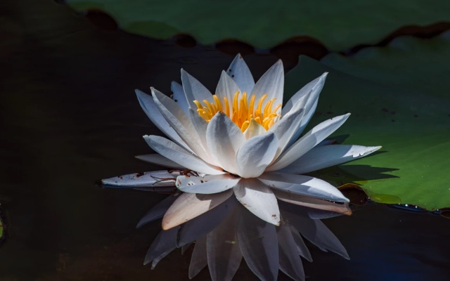 Closeup of flower